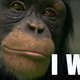 Illustration for article titled This chimp will kick your ass at memory games — but how the hell does he do it?